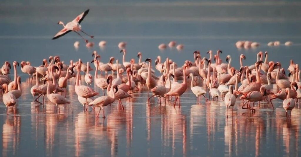 Trekking Sud Sardegna cosa vedere - fenicotteri rosa e altre specie di uccelli