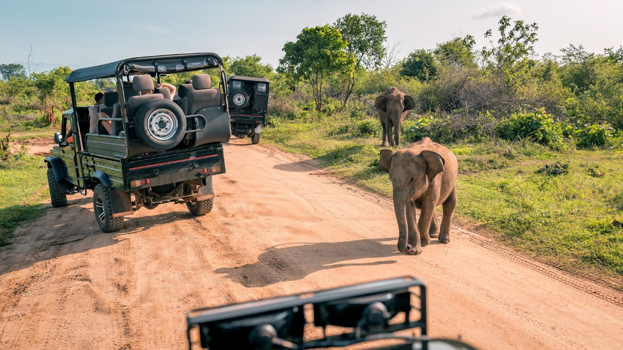 yala- viaggiodigruppo-viaggiorganizzati-viaggioinsrilanka-viaggio in sri lanka- con accompagnatore